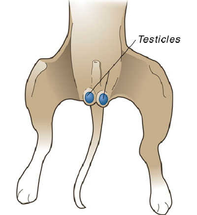 Greenway Drive & Kingscliff Vets - Neutering