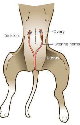 Surgical Services - Spay