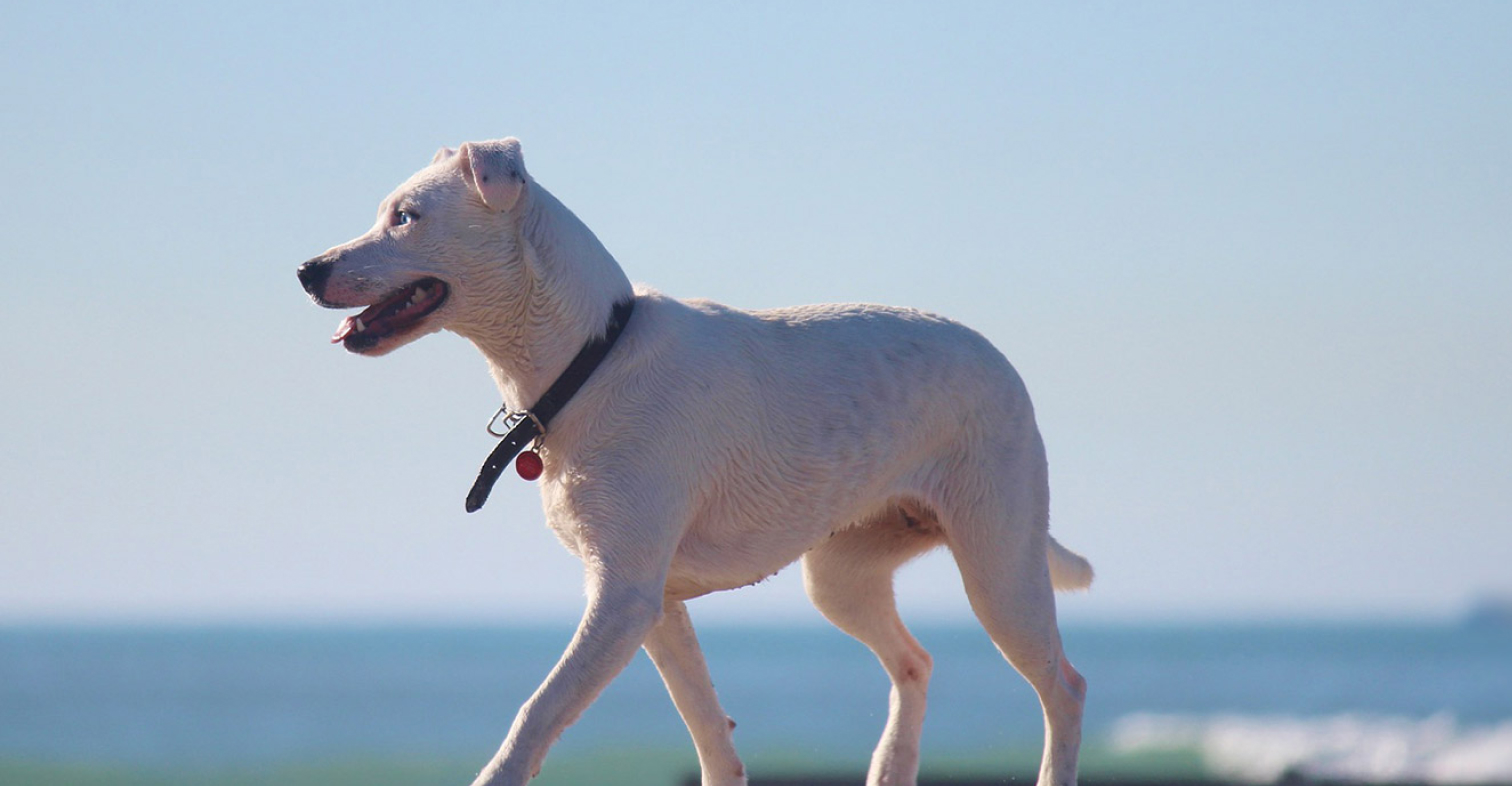 Kingscliff Veterinary Hospital